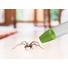 Imagine 4/7 - Beper P201UTP001 Aspirator insecte